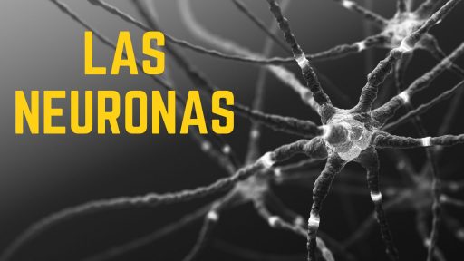 Que son las neuronas